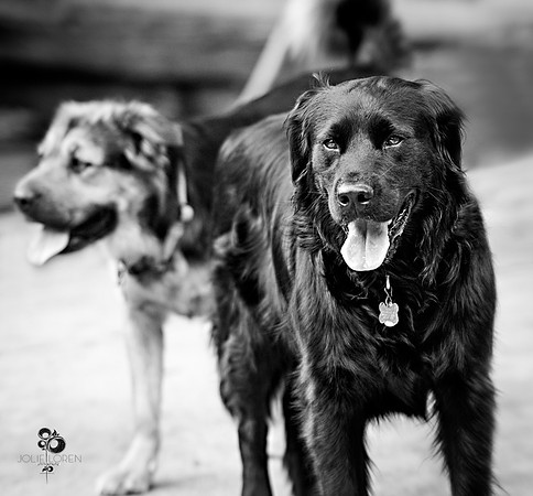 doggies_17_BW_web