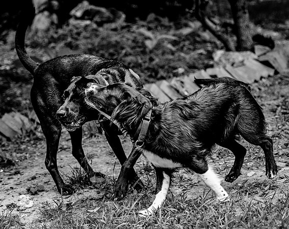 doggies_08_BW_web
