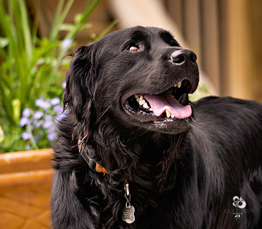 doggies_54_web