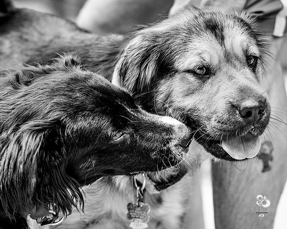 doggies_51_BW_web
