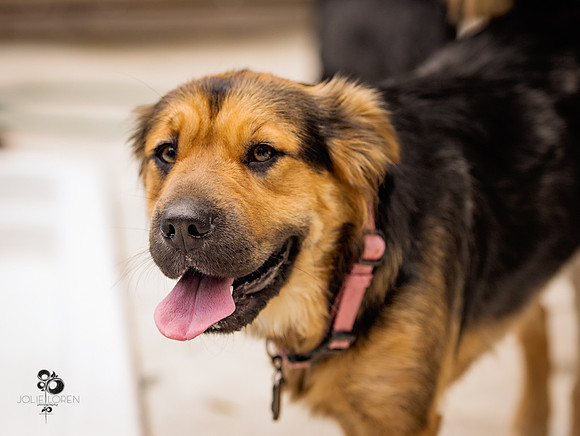 doggies_53_web