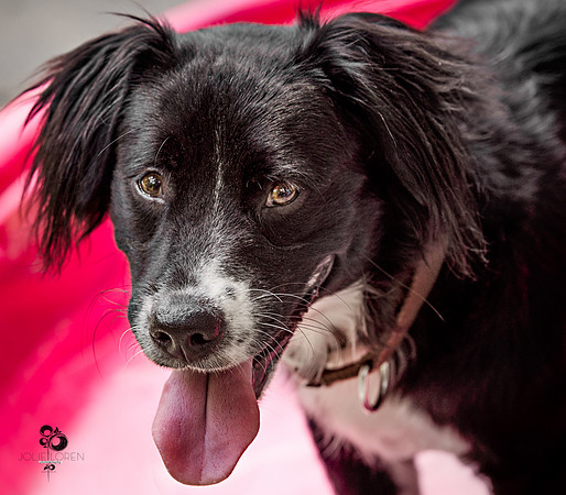 doggies_72_web