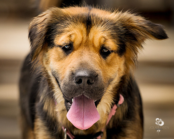 doggies_59_web