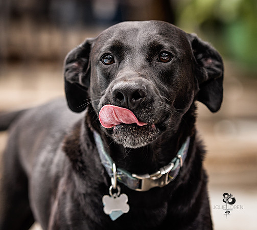 doggies_31_web