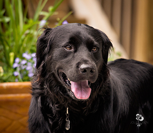 doggies_56_web