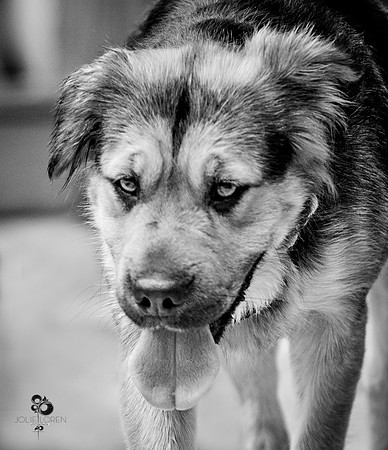 doggies_39_BW_web