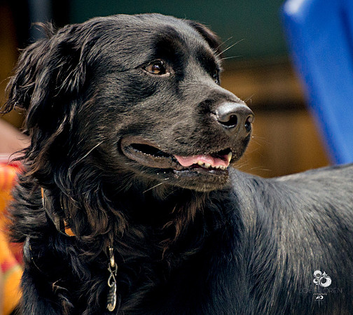 doggies_07_web-2