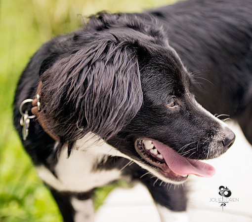 doggies_14_web