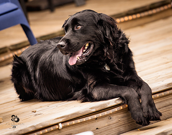 doggies_30_web