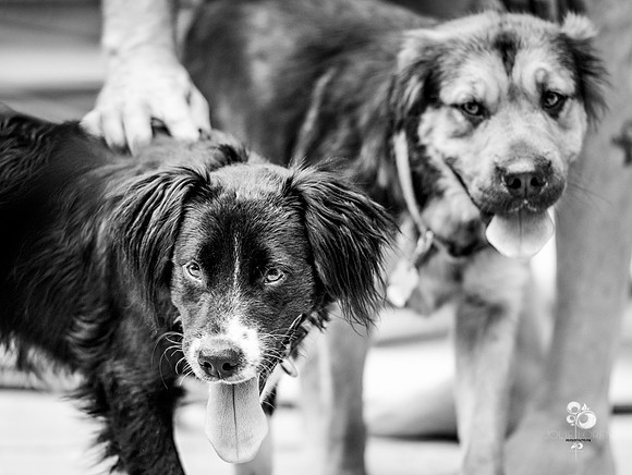 doggies_52_BW_web