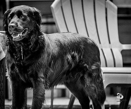 doggies_04_BW_web
