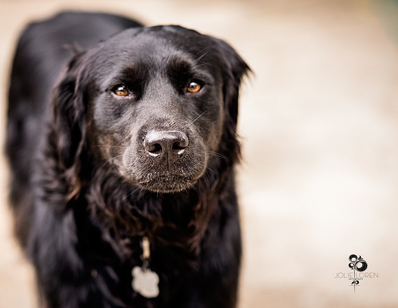 doggies_19_web