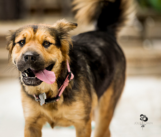 doggies_44_web