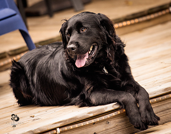 doggies_29_web