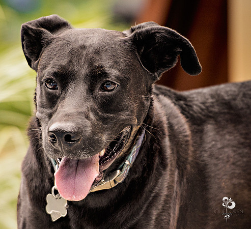 doggies_26_web