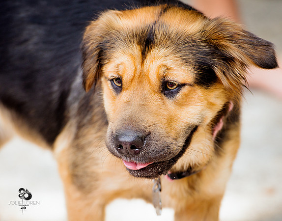 doggies_83_web