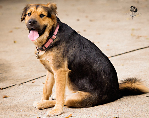 doggies_16_web