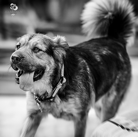 doggies_41_BW_web