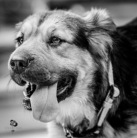 doggies_40_BW_web