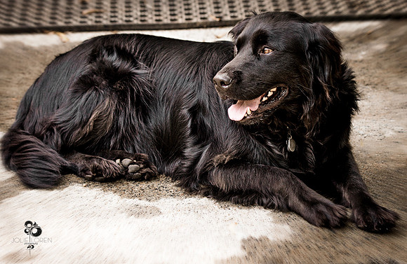 doggies_80_web