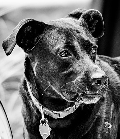 doggies_28_BW_web