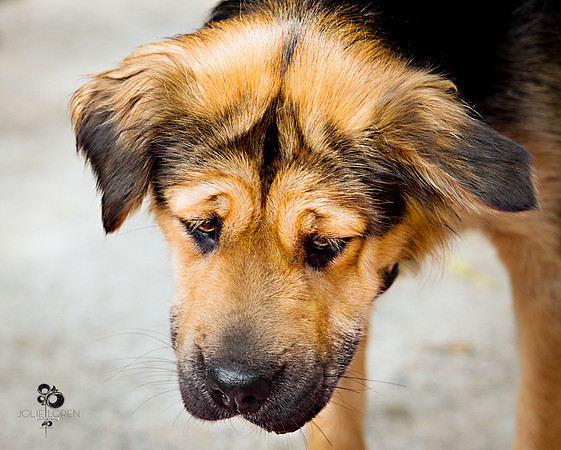 doggies_86_web