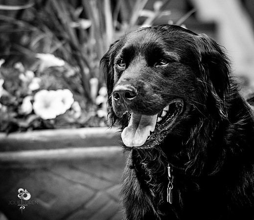 doggies_55_BW_web