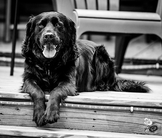 doggies_36_BW_web