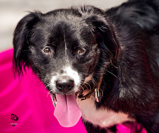 doggies_69_web
