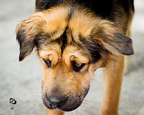 doggies_85_web