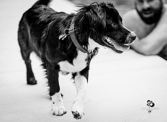 doggies_10_BW_web