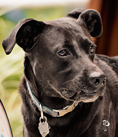 doggies_28_web