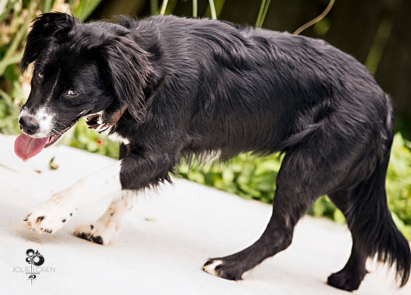 doggies_25_web