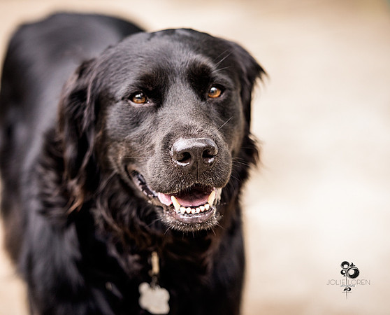 doggies_21_web