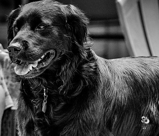 doggies_06_BW_web