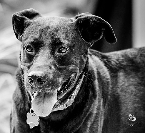 doggies_26_BW_web