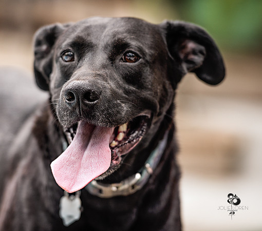 doggies_33_web