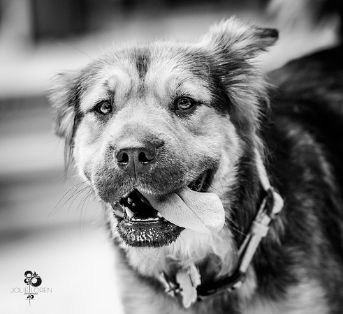doggies_43_BW_web