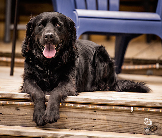 doggies_36_web