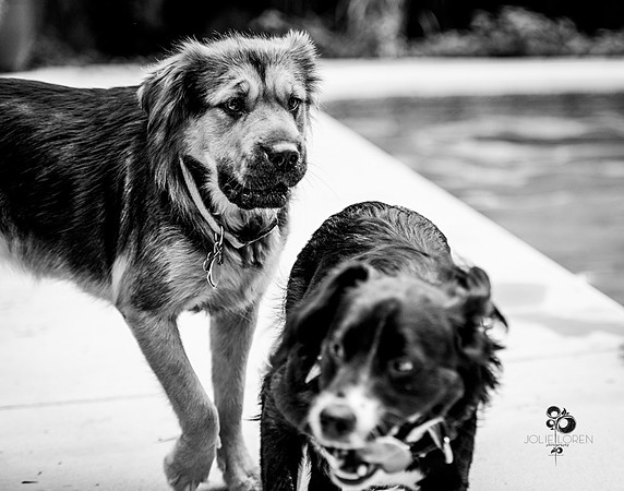 doggies_12_BW_web