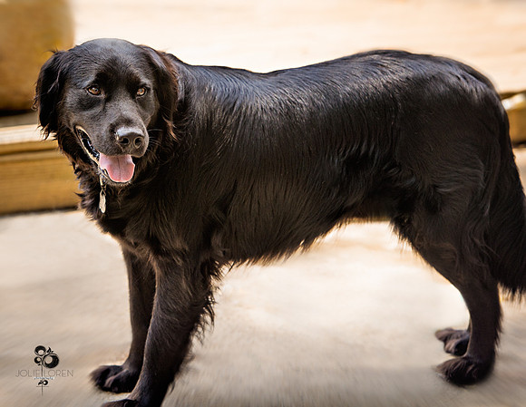 doggies_74_web