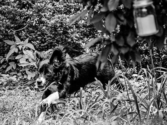 doggies_11_BW_web