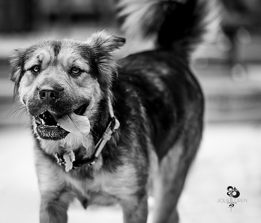 doggies_44_BW_web